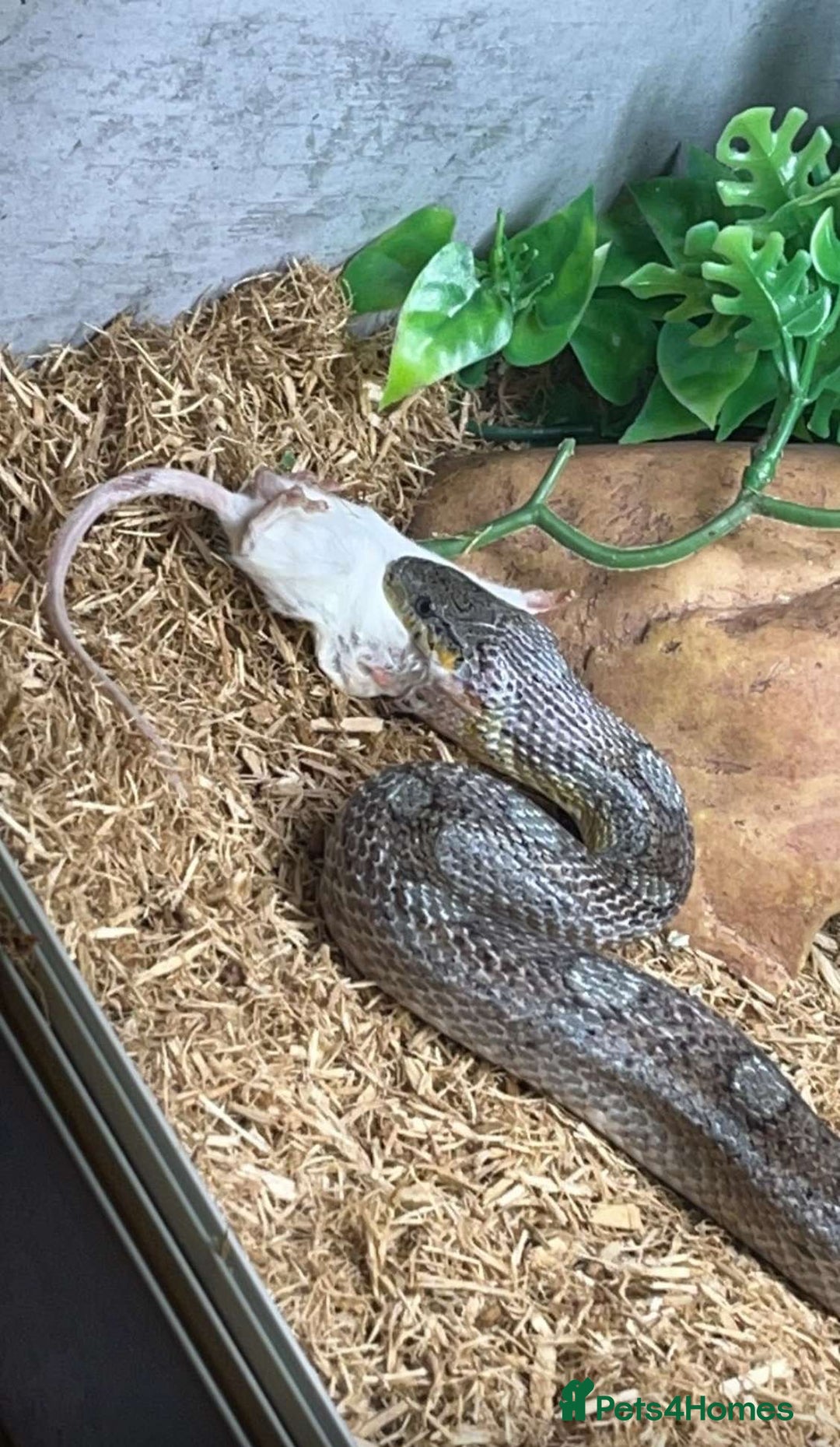 Corn Snake reptiles for sale: Super friendly corn snake  - Image 1
