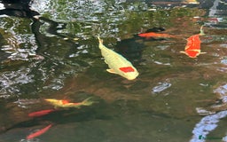 Koi Carp fish for sale: koi fish and various other fish - Image 13