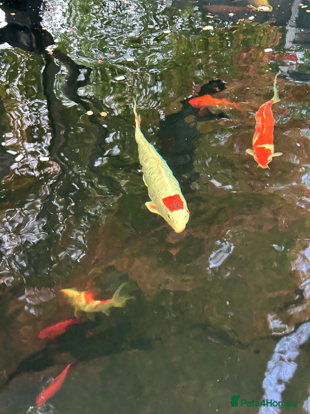 Koi Carp fish for sale: koi fish and various other fish - Image 13