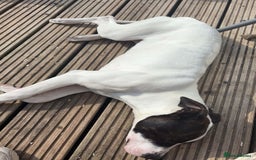 Mixed Breed dogs for sale: Stella  in Gloucester - Image 6