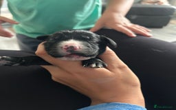 Cocker Spaniel dogs for sale: Cocker spaniel puppies  - Image 10