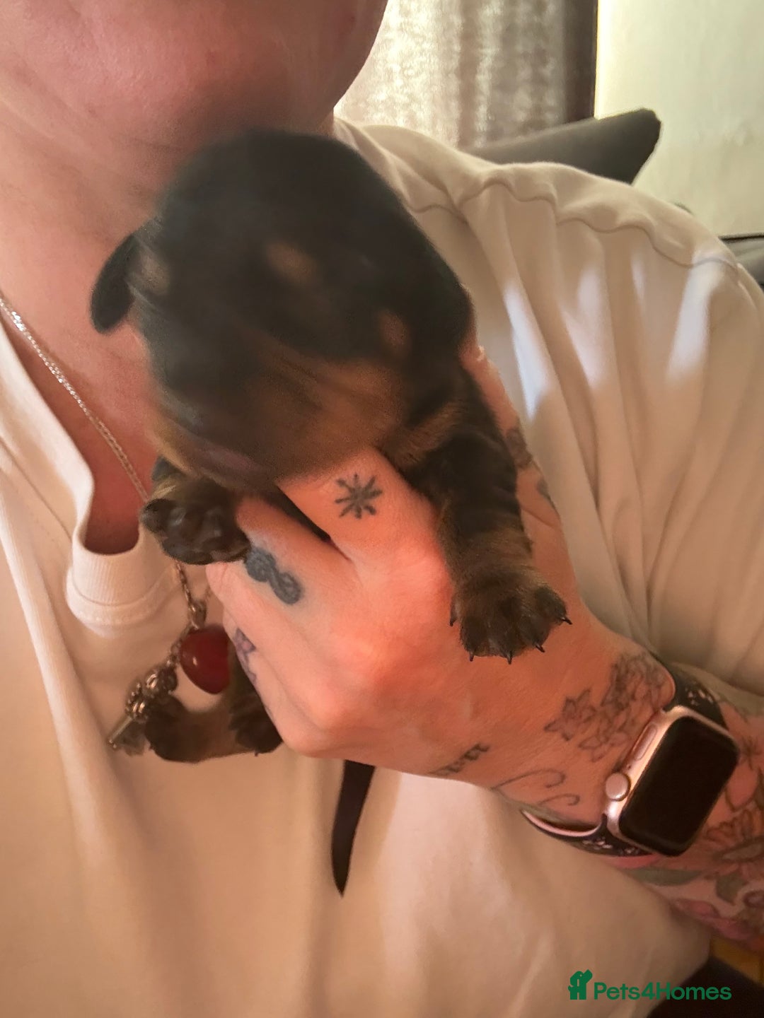 Miniature Dachshund dogs for sale: Black and brown miniature dachshund  - Image 7