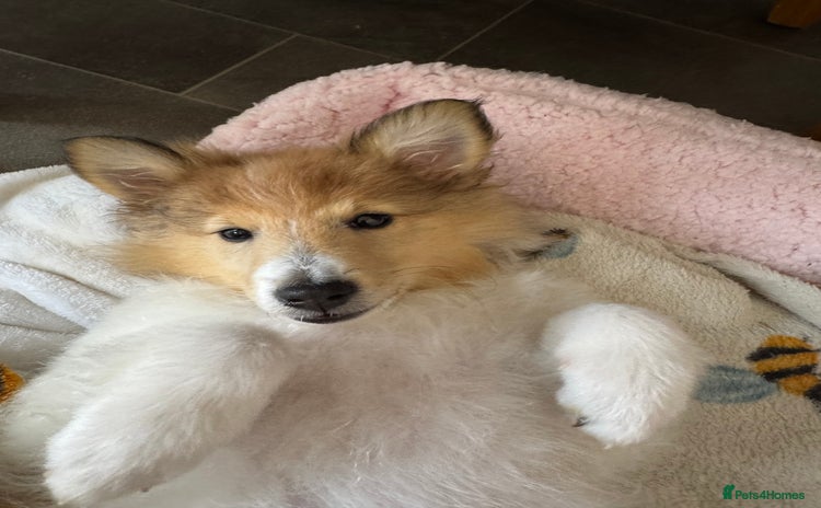 Shetland Sheepdog dogs - Advert 1
