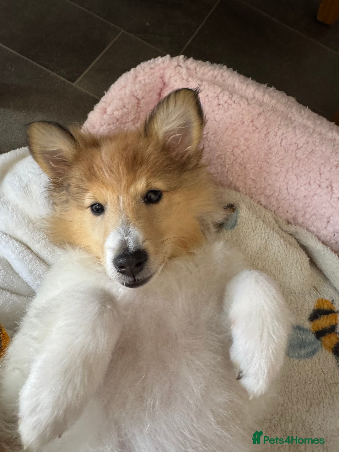 Shetland Sheepdog dogs for sale: shetland sheepdog  - Image 1