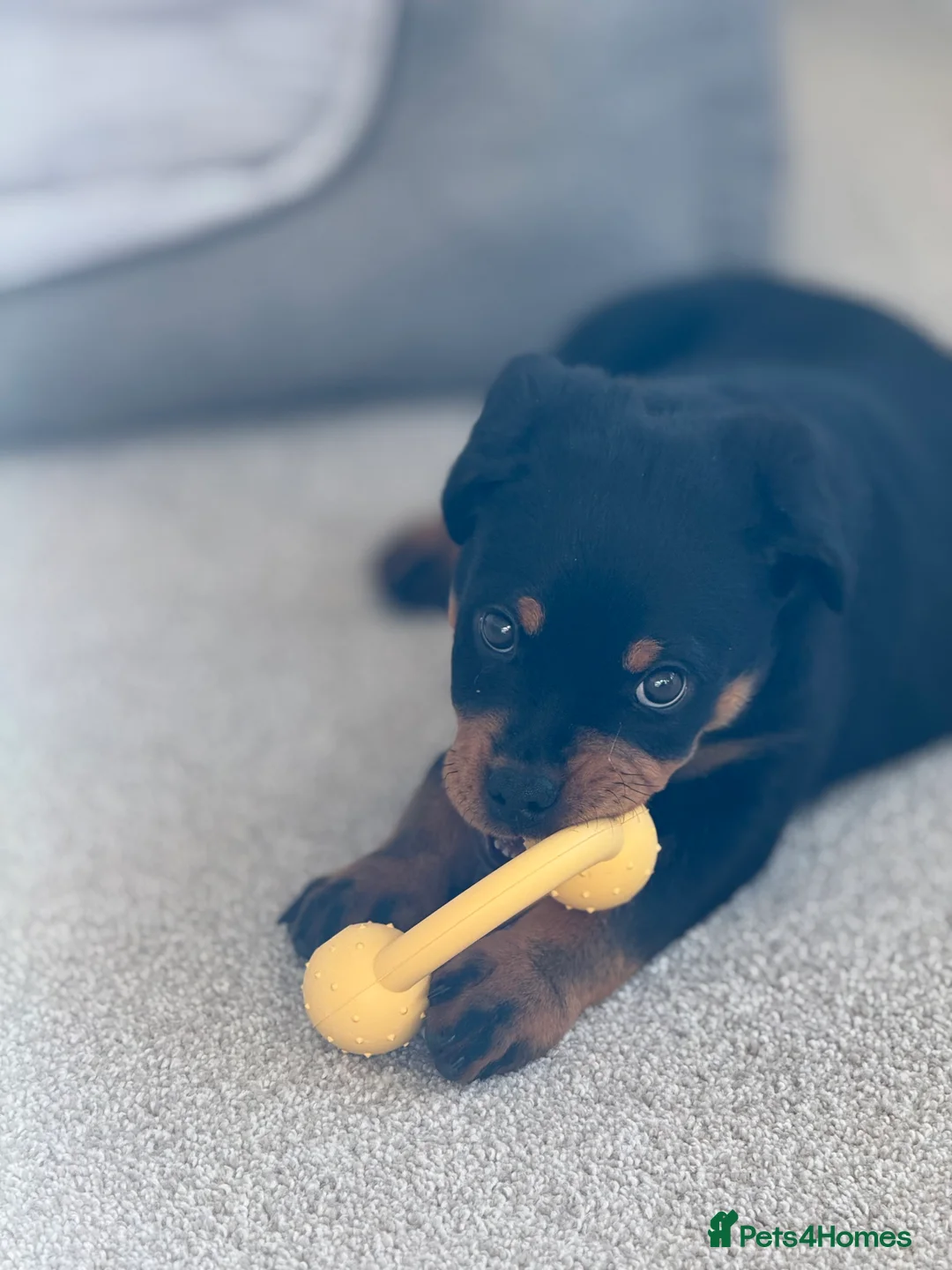 Rottweiler dogs for sale: 13 week old puppy - Advert 2