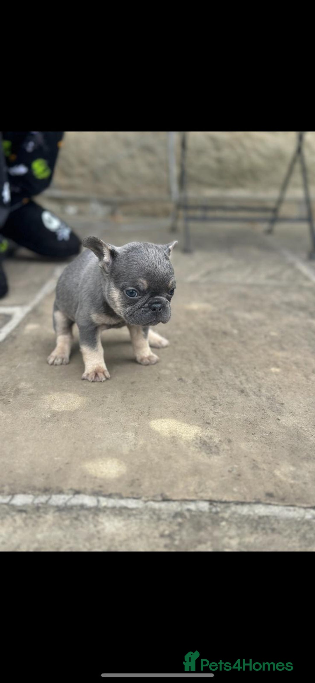 French Bulldog dogs for sale: Miniature French bulldogs carry fluffy  - Image 18