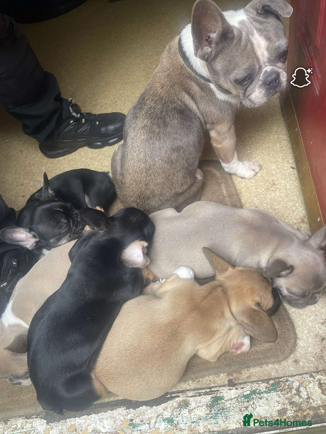 French Bulldog dogs for sale: French bulldog - Advert 8