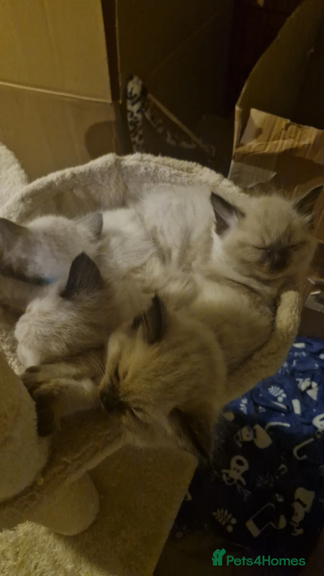 Ragdoll cats for sale: 3 Beautiful Ragdoll Kittens for Sale 🐾 - Advert 2