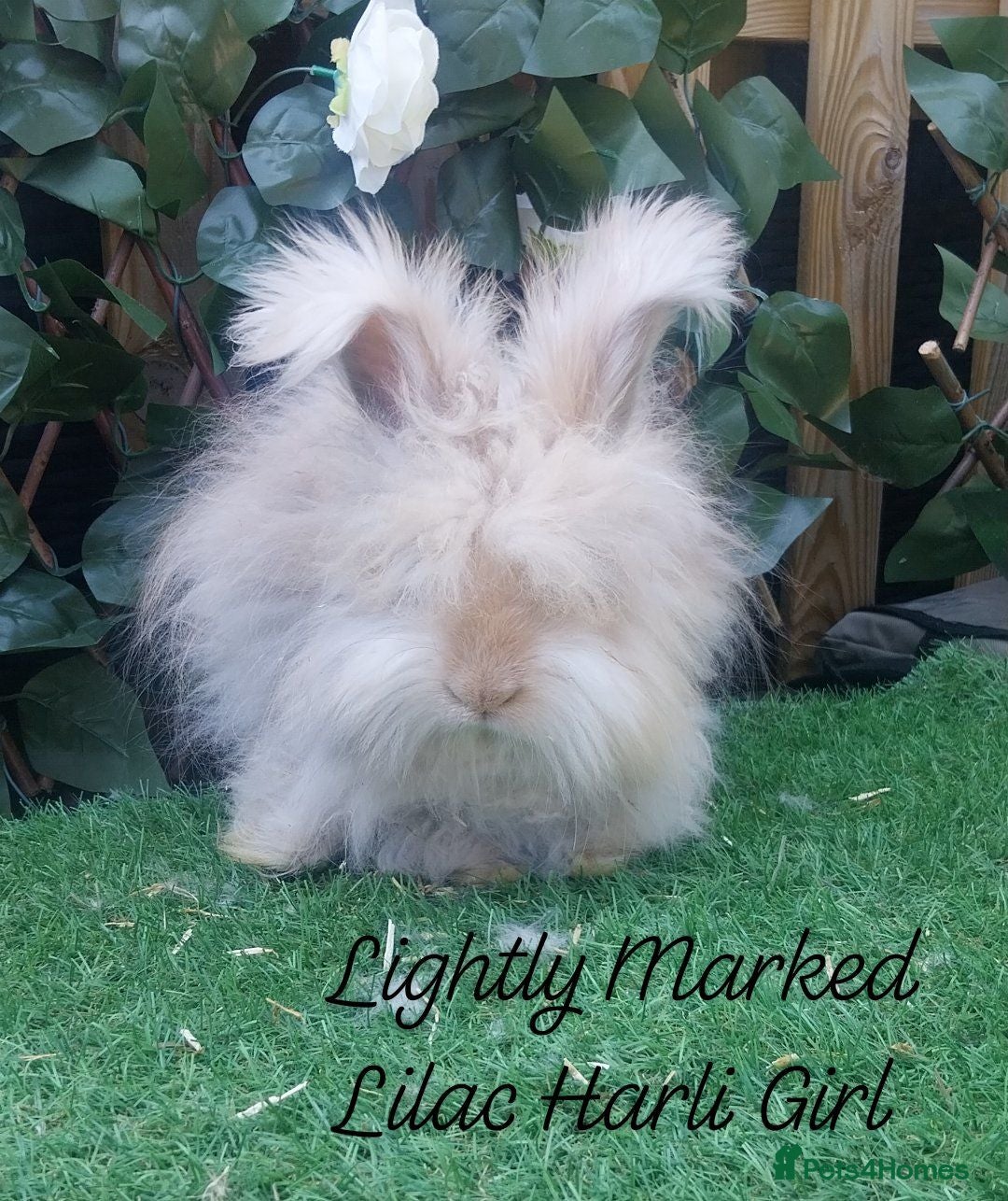 Angora rabbits Beautiful Angora Ready Now  - Advert 2