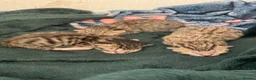 Mixed Breed cats for sale: Tabby kittens for sale in Plymouth - Advert 8