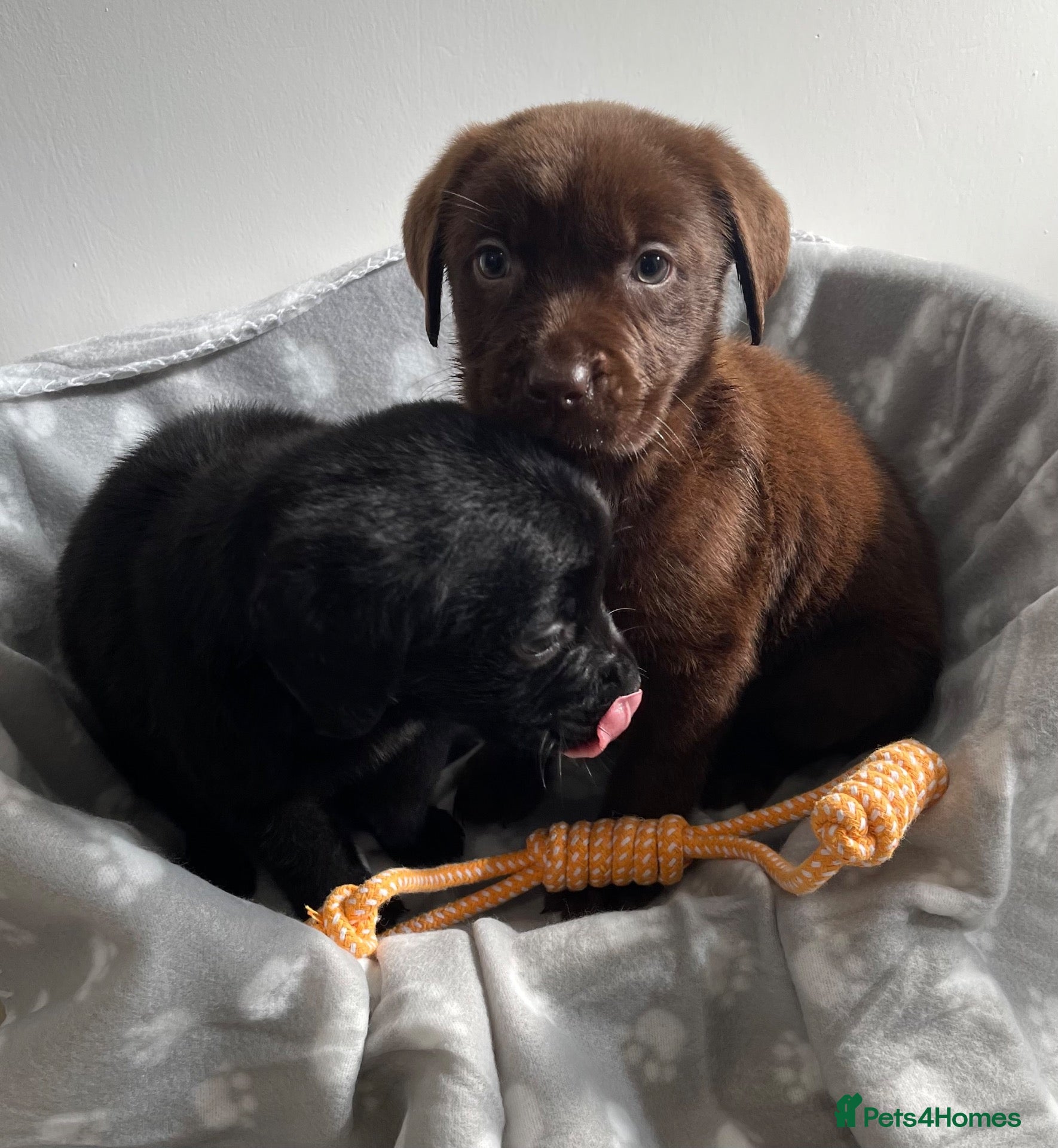 Labrador Retriever dogs Gorgeous Labrador pups - Advert 1