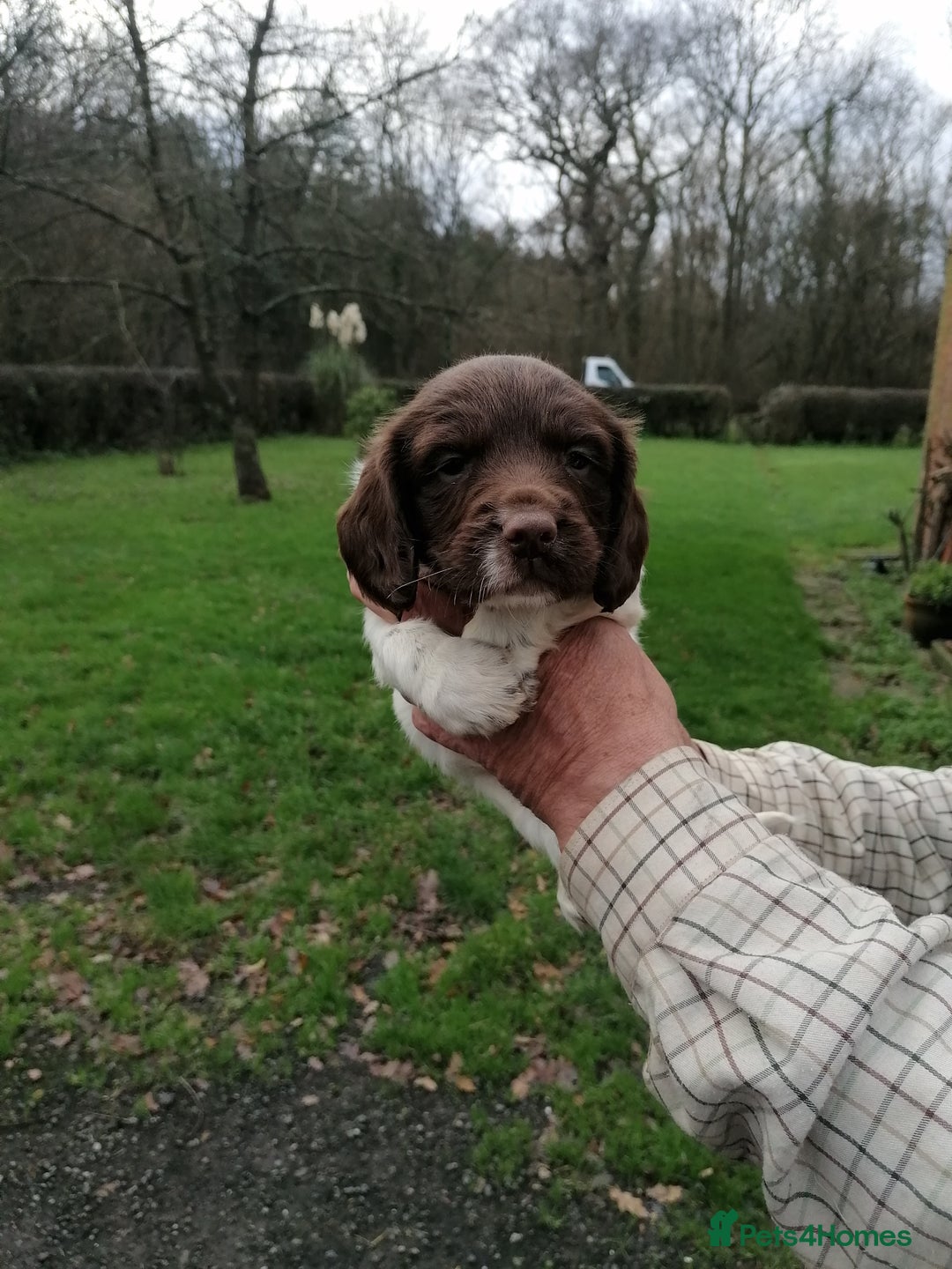 English Springer Spaniel dogs for sale: 7 weeks old D. O.B 23.10.25  - Advert 1