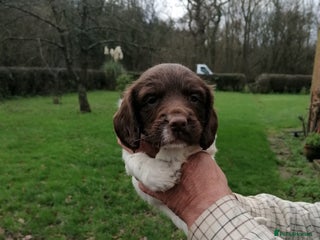English Springer Spaniel dogs Beautiful springer spaniel puppies - Advert 2