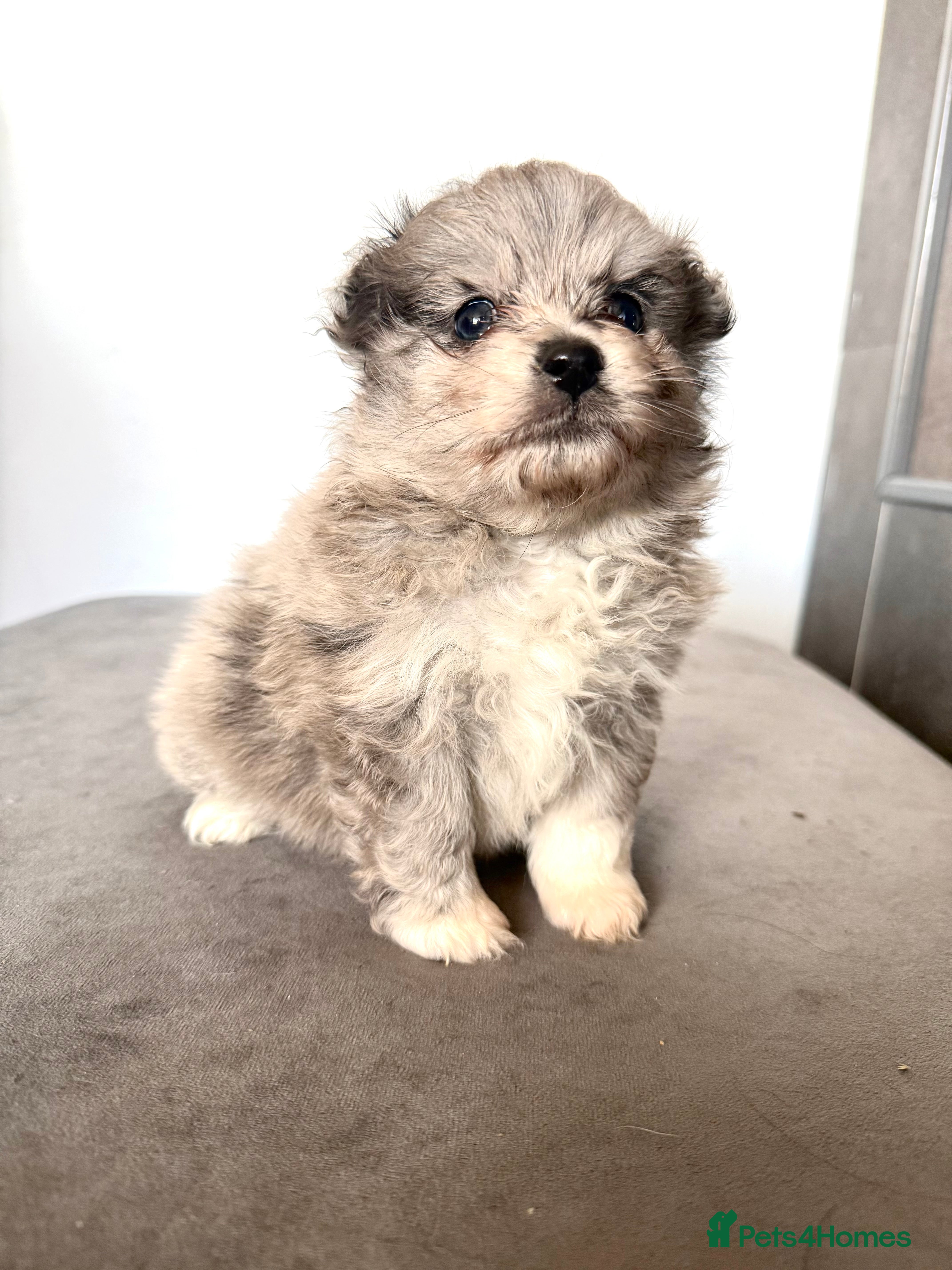 Pomsky dogs 2 girl pomskys for sale!  - Advert 1