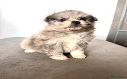 Pomsky dogs for sale: 3 girl pomskys for sale!  - Image 4