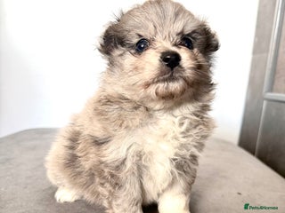 Pomsky dogs 2 girl pomskys for sale! - Advert 15