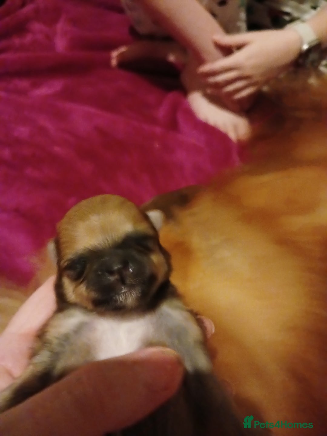 Pomeranian dogs for sale: Male pomerian  - Advert 4