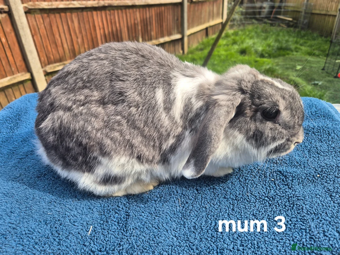 Mini Lop rabbits for sale: 3 x litters of gorgeous mini lop babies - Advert 23
