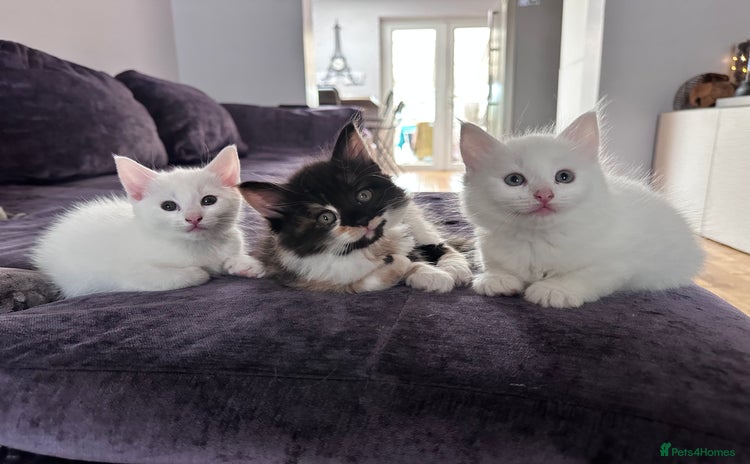 Turkish Angora cats - Advert 1