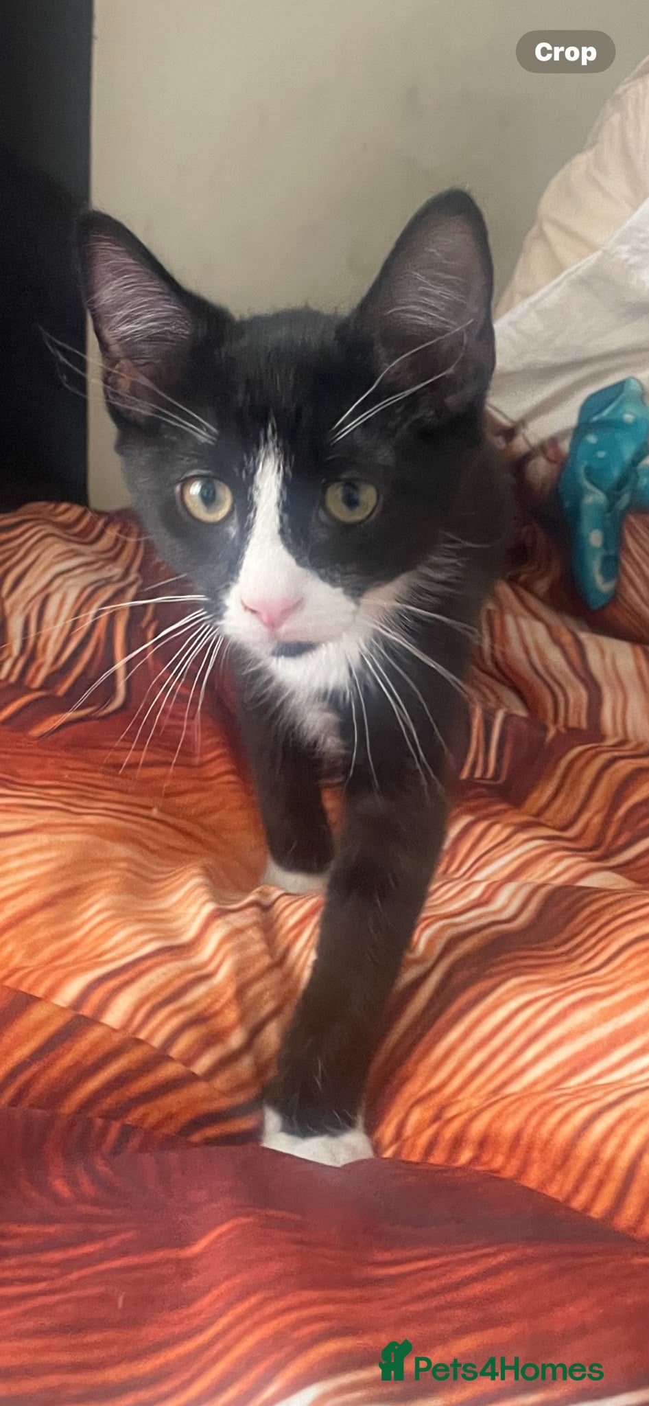 Mixed Breed cats Grey kitten - rescue - Advert 2
