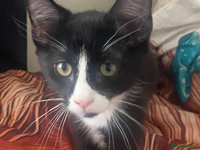 Mixed Breed cats for adoption: kitten - rescue - Advert 2