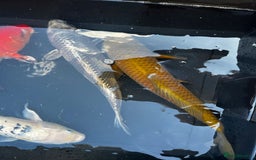 Koi Carp fish for sale: Japanese koi carp £100 each  - Image 23