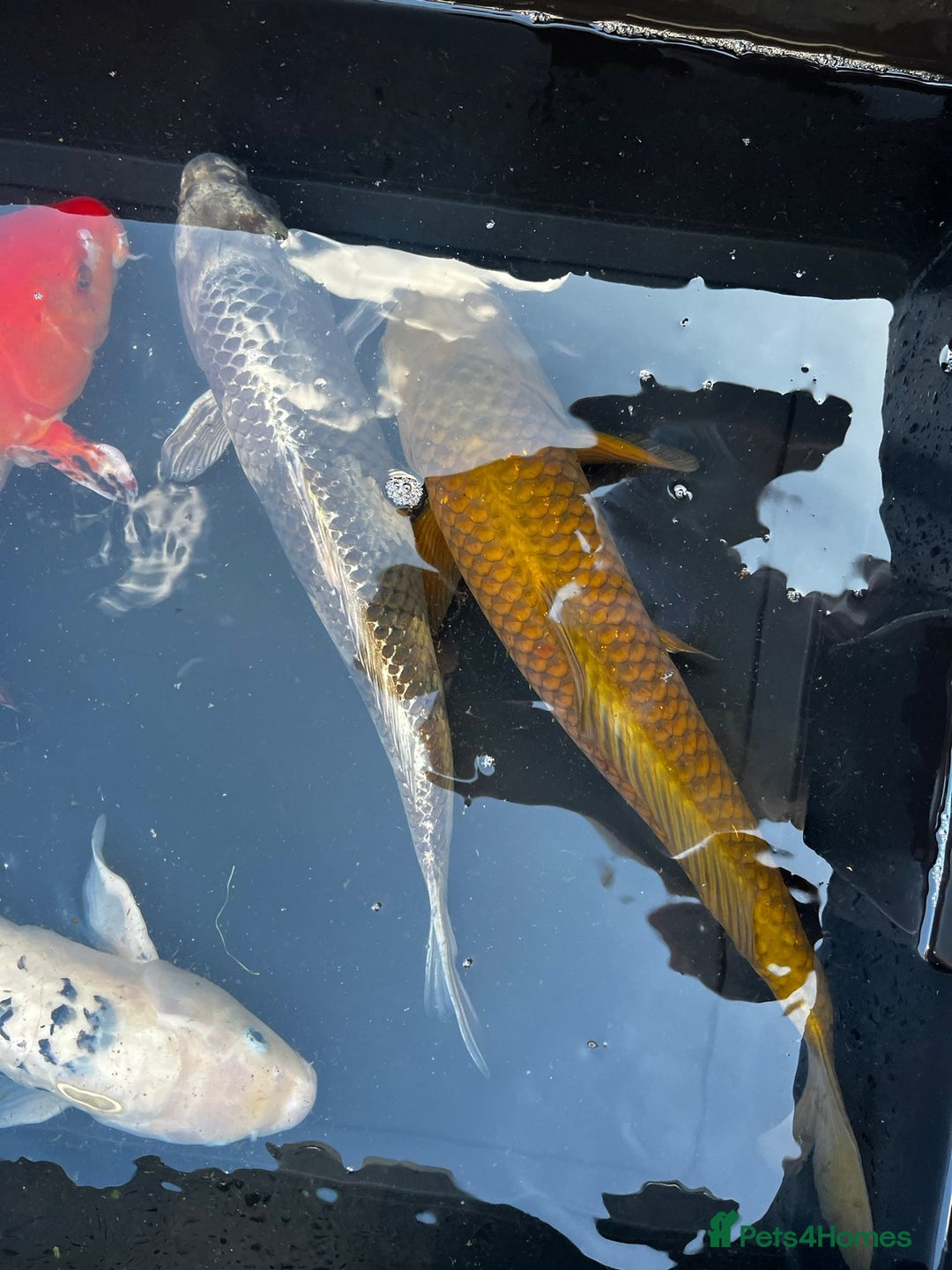 Koi Carp fish for sale: Japanese koi carp £100 each  - Image 23