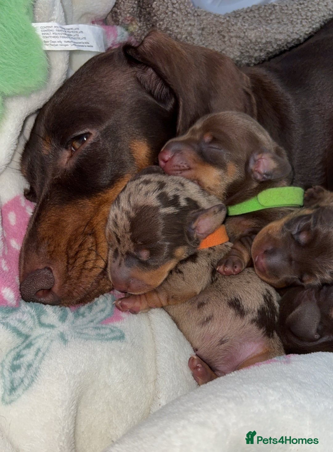 Miniature Dachshund dogs for sale: Miniature dachshund boy - Image 3