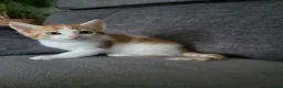 European cats for sale: Beautiful kitten looking good a home. - Advert 2