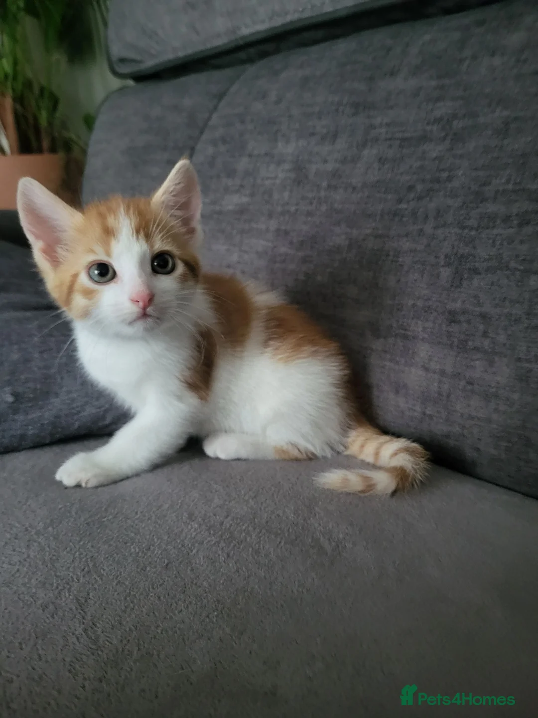European cats for sale: Beautiful kitten looking good a home. - Advert 2