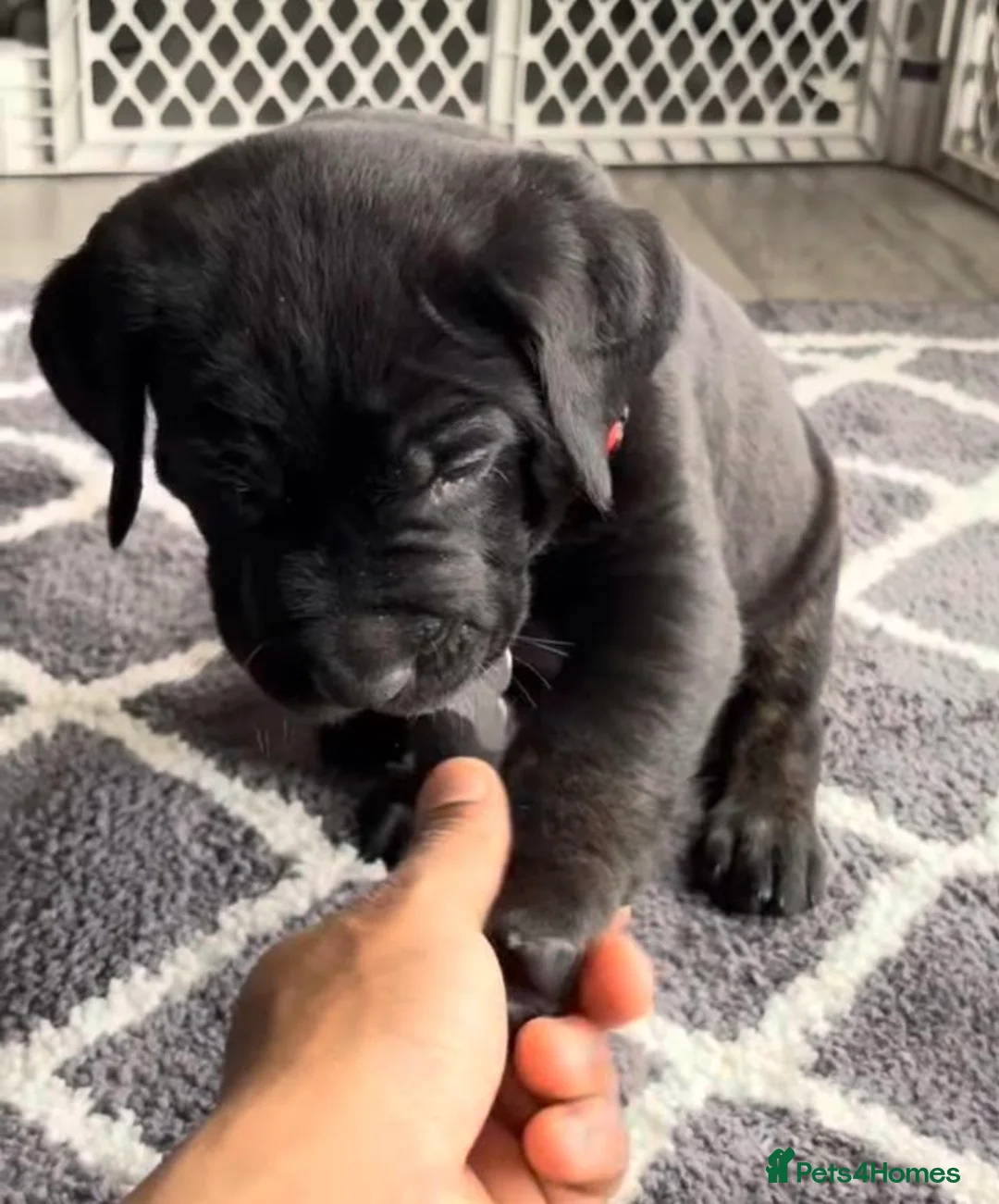 Cane Corso dogs for sale: ICCF REGISTERED LAST FEMALE  LEFT  in Nuneaton - Advert 3