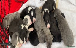 Whippet dogs for sale: Whippet puppies  - Image 6