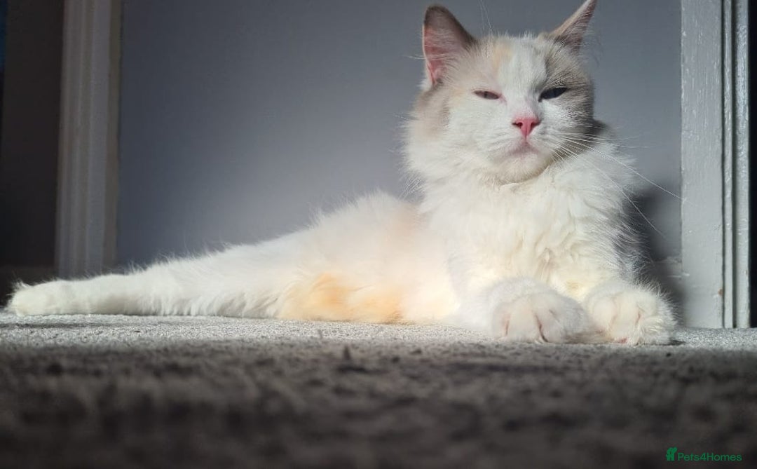 Ragdoll cats for sale: Beautiful Ragdoll boys looking for forever homes - Image 7