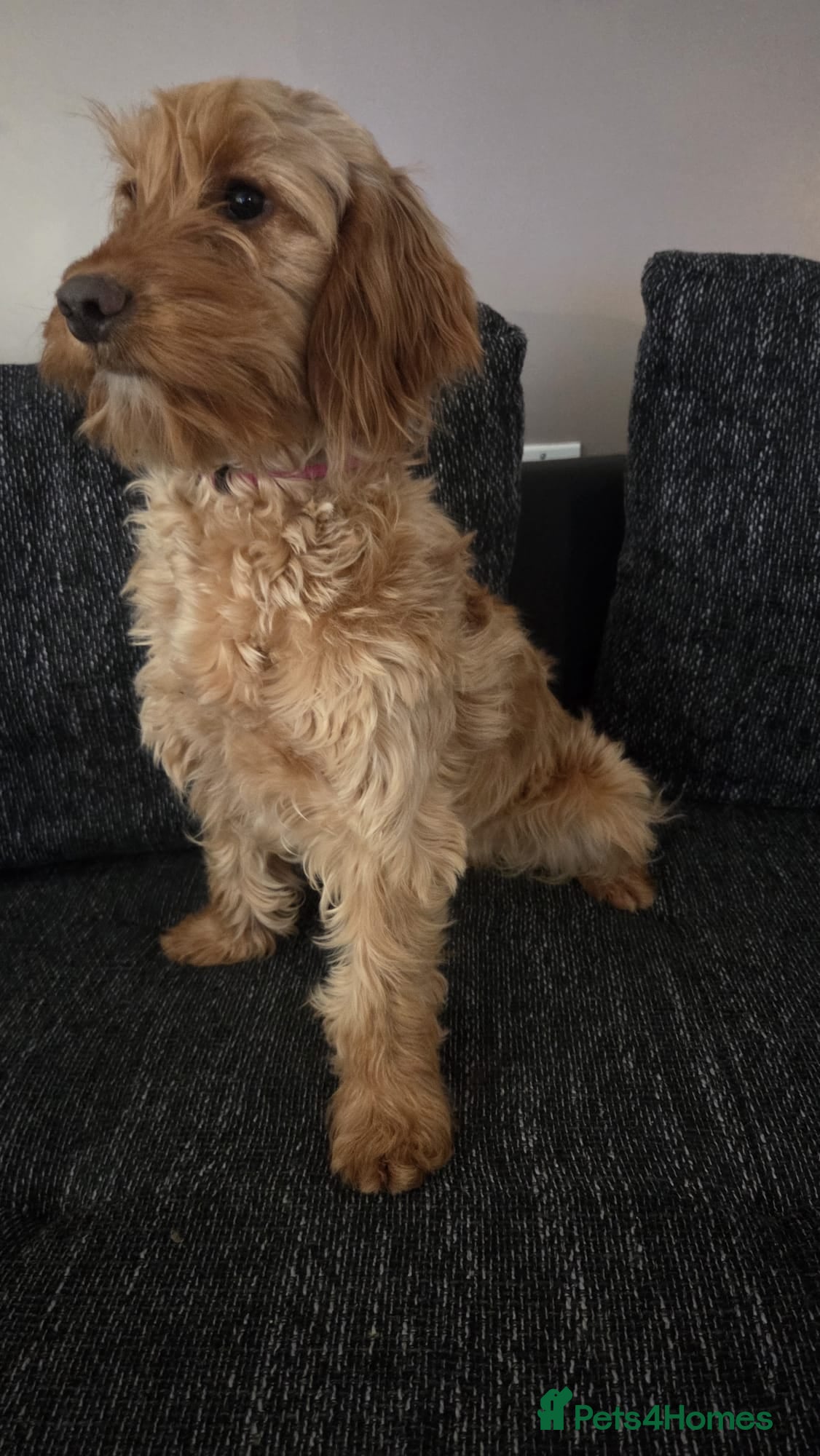 Cockapoo dogs Daisy - Advert 1