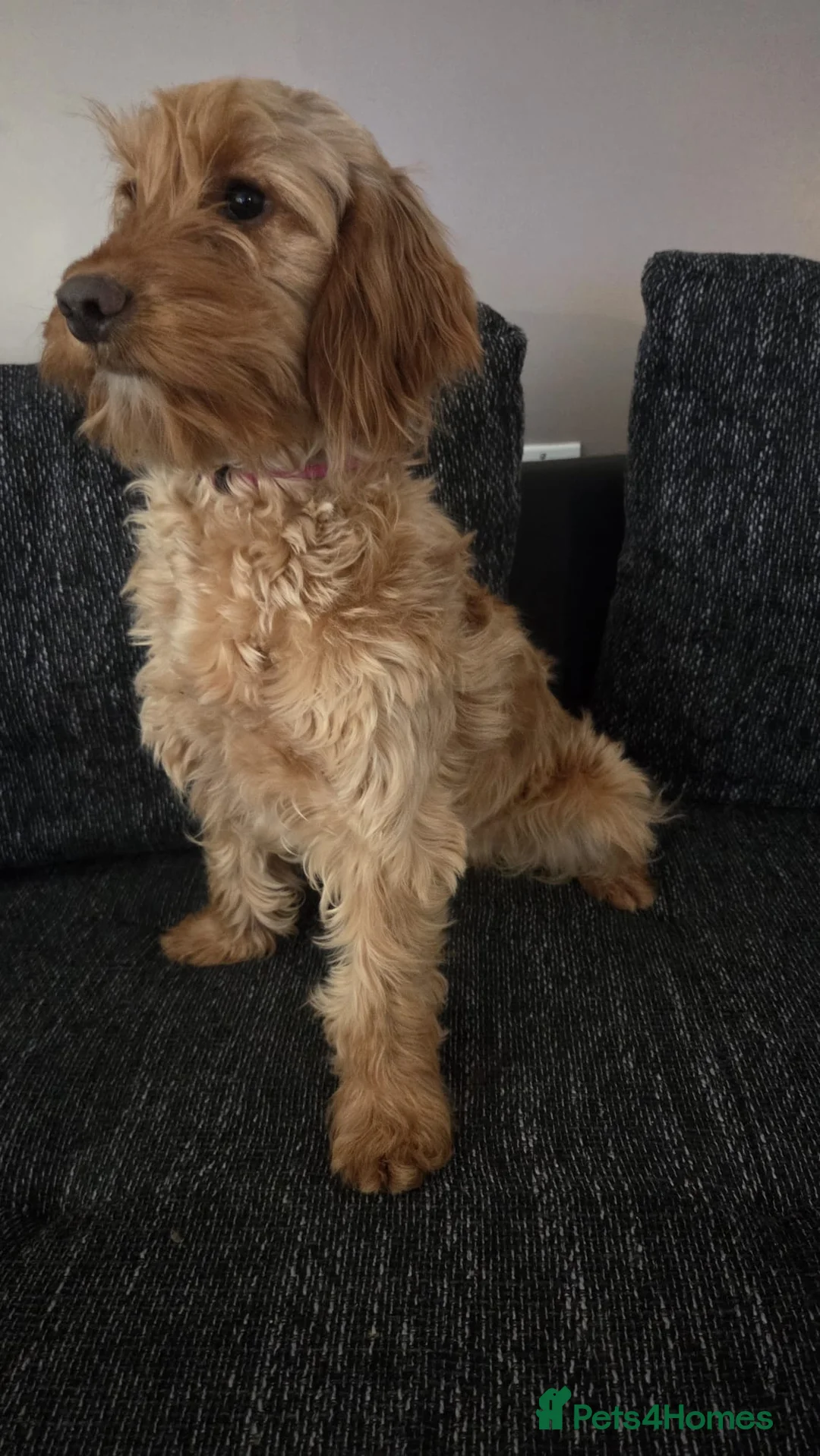 Cockapoo dogs for sale: Daisy - Advert 1