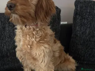 Cockapoo dogs Daisy - Advert 3