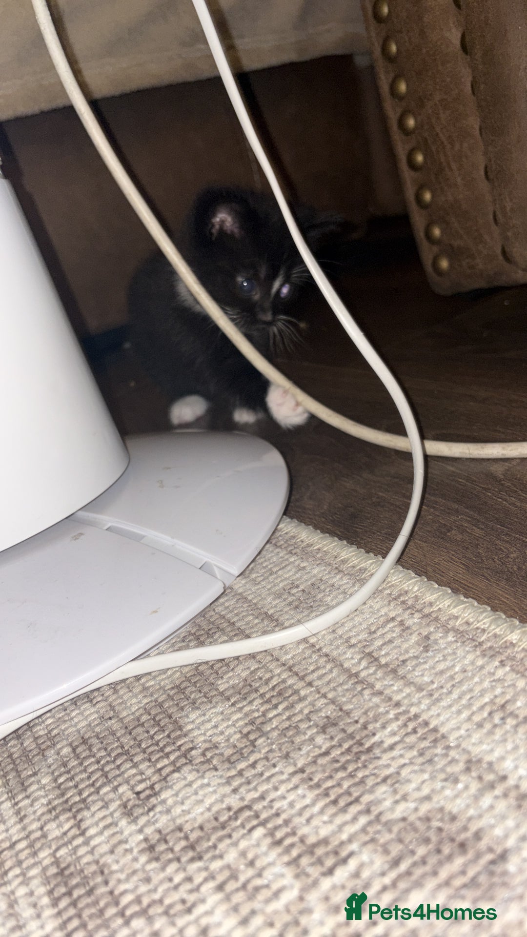 British Shorthair cats for sale: Beautiful kittens 3 girls 1 boy  - Advert 10