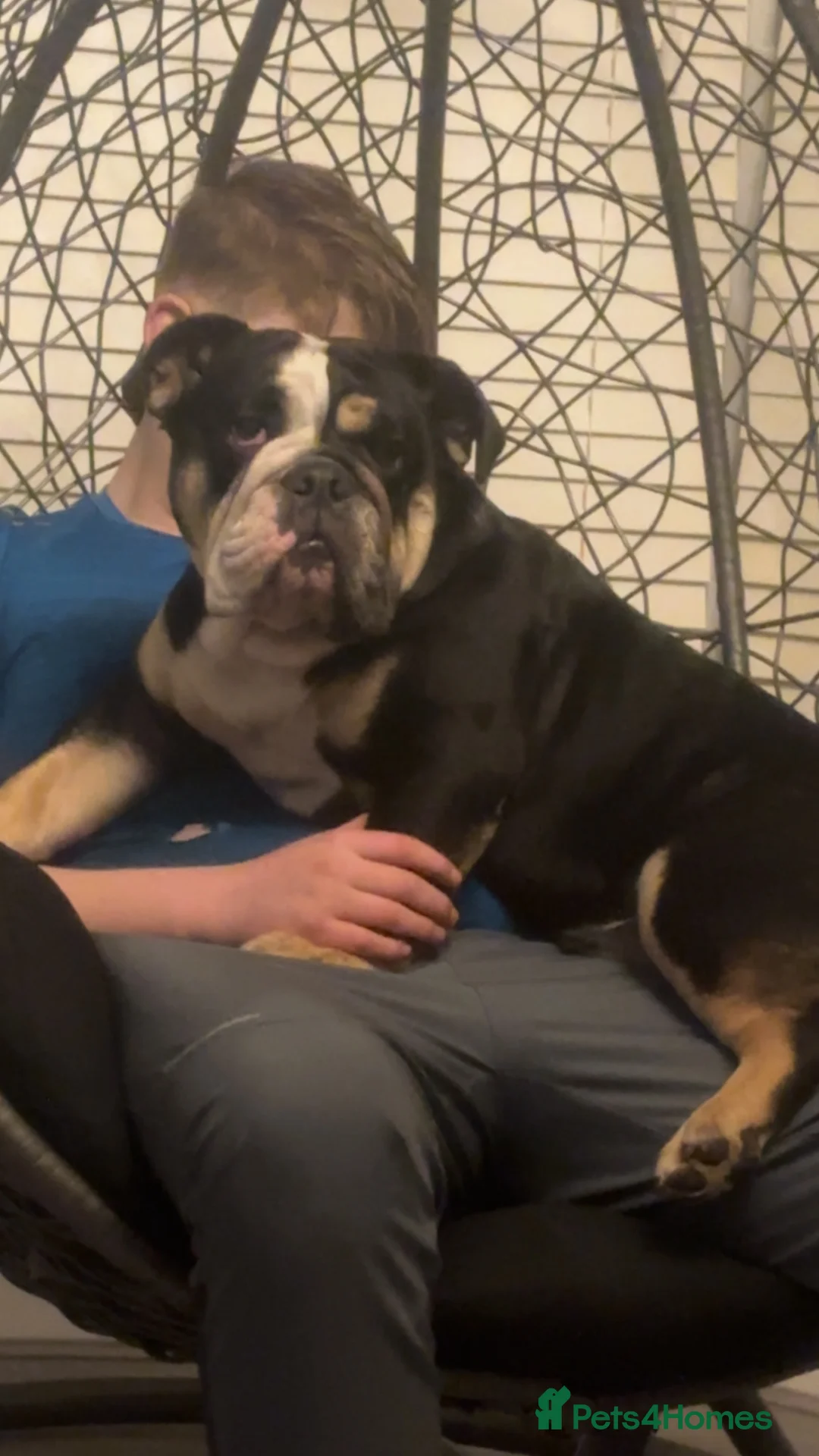 English Bulldog dogs for sale: British bulldog puppy’s  - Advert 2