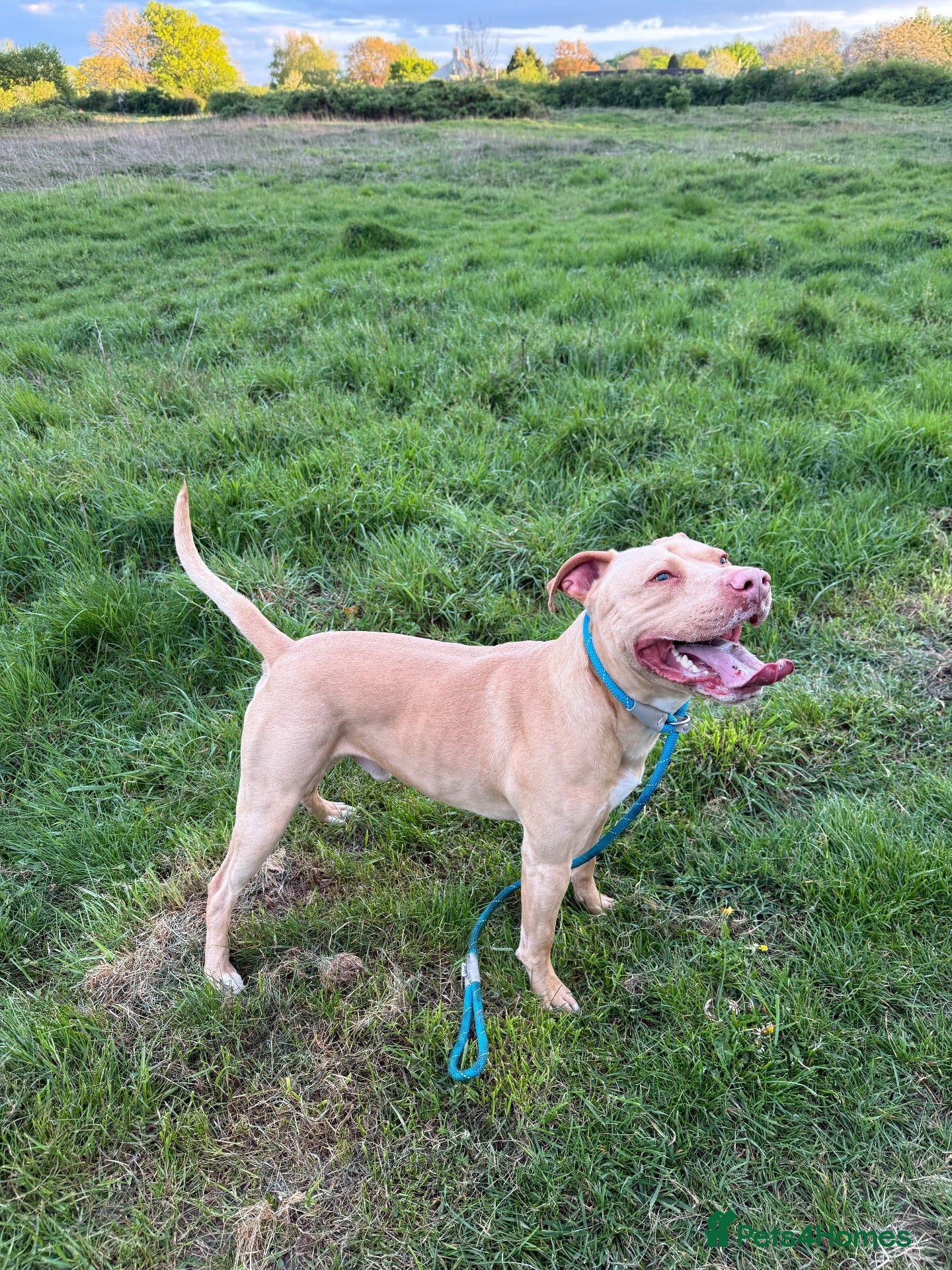 American Bull Staffy dogs Stud only  - Advert 12