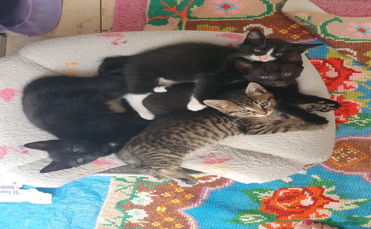 Mixed Breed cats - Advert 1