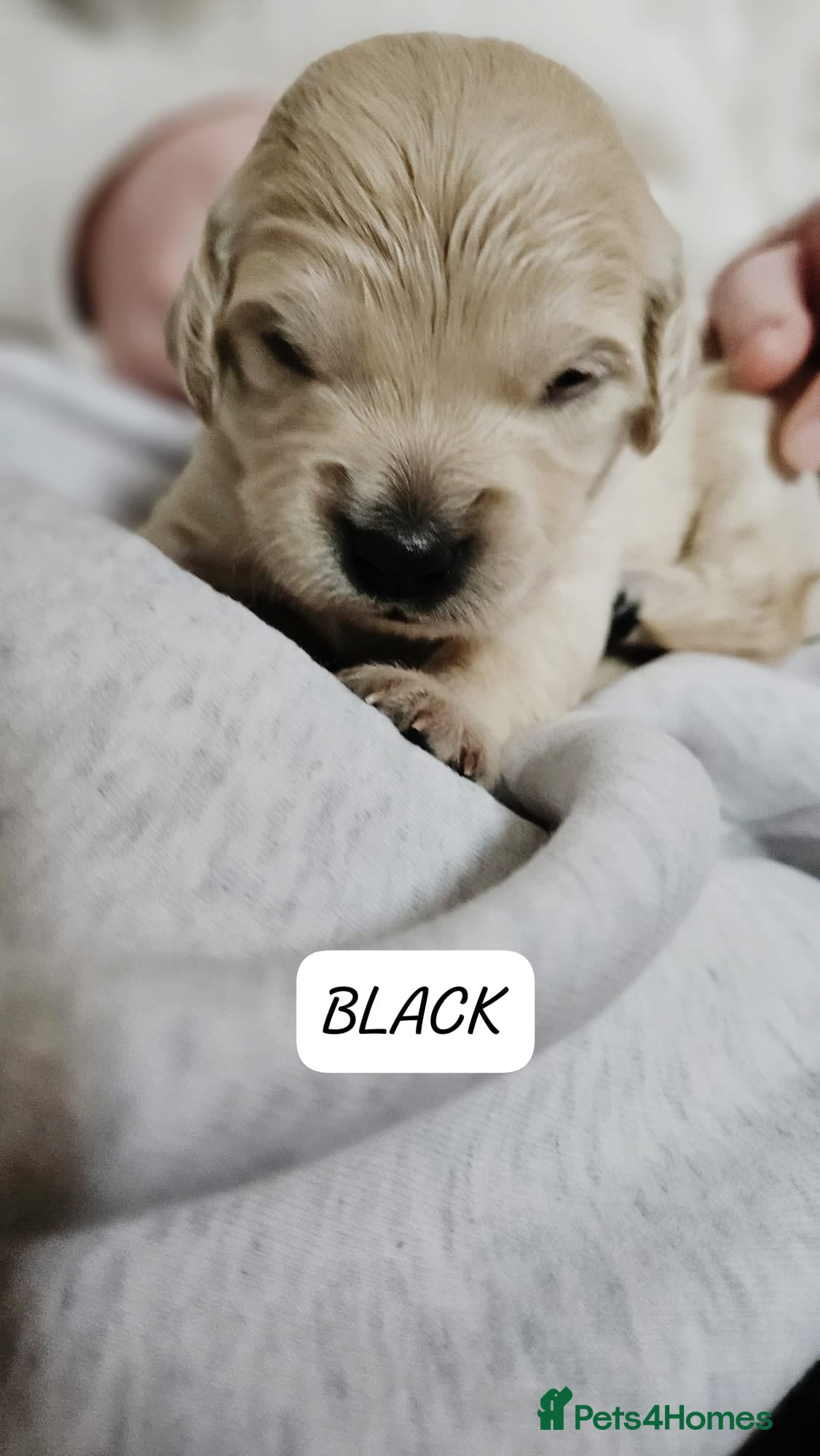 Goldendoodle dogs F1B Goldendoodle puppies for sale - Advert 5