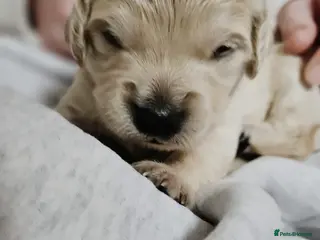 Goldendoodle dogs F1B Goldendoodle puppies for sale - Advert 1