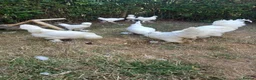 Chickens poultry for sale: Sultan chickens for sale in Stockton-on-Tees - Advert 4