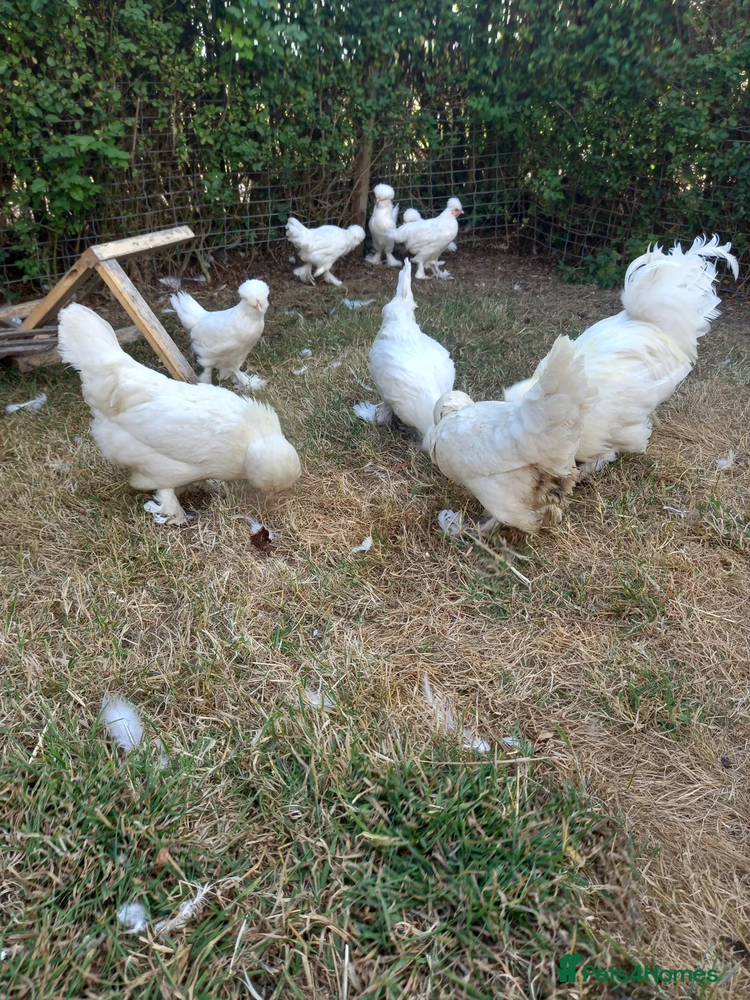Chickens poultry for sale: Sultan chickens for sale in Stockton-on-Tees - Advert 4