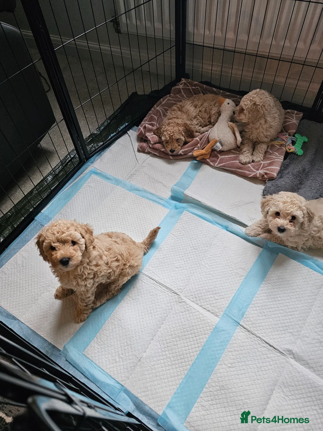 Toy Poodle dogs for sale: Now Ready for their forever loving home - Advert 7