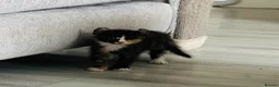 Mixed Breed cats for sale: 🐱 Stunning Sphinx X Kittens Available! 🐱  - Advert 26