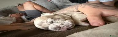 French Bulldog 1