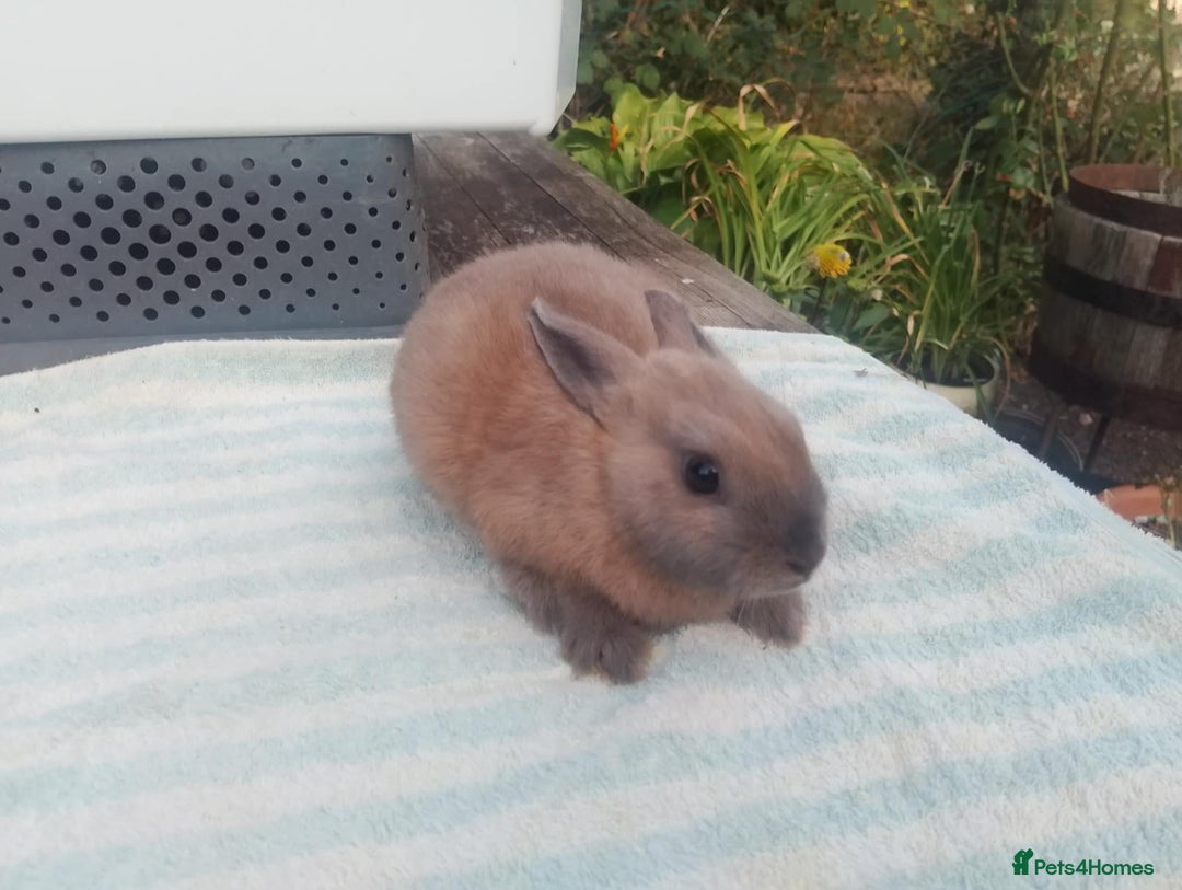 Netherland Dwarf rabbits for sale: Netherland Dwarfs: Male & Female, rare colours - Image 6