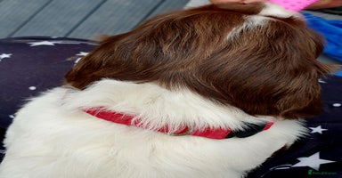 English Springer Spaniel dogs - Advert 15