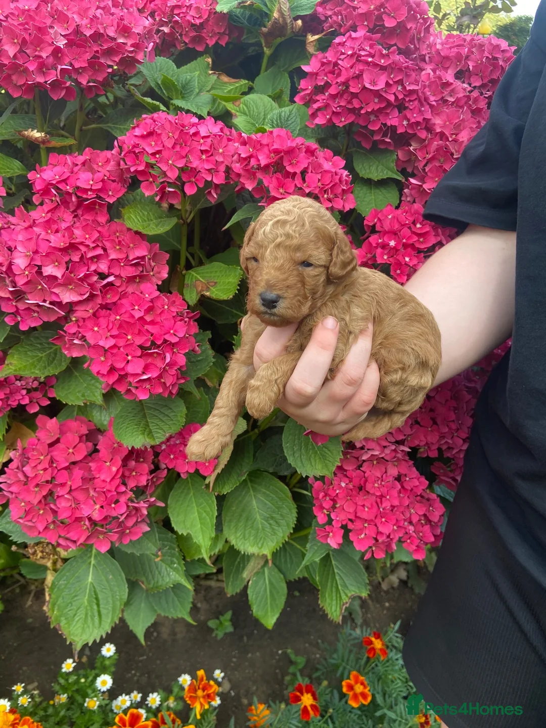 Yorkiepoo dogs for sale: F1BB toy yorkipoos  in Bishop Auckland - Advert 2